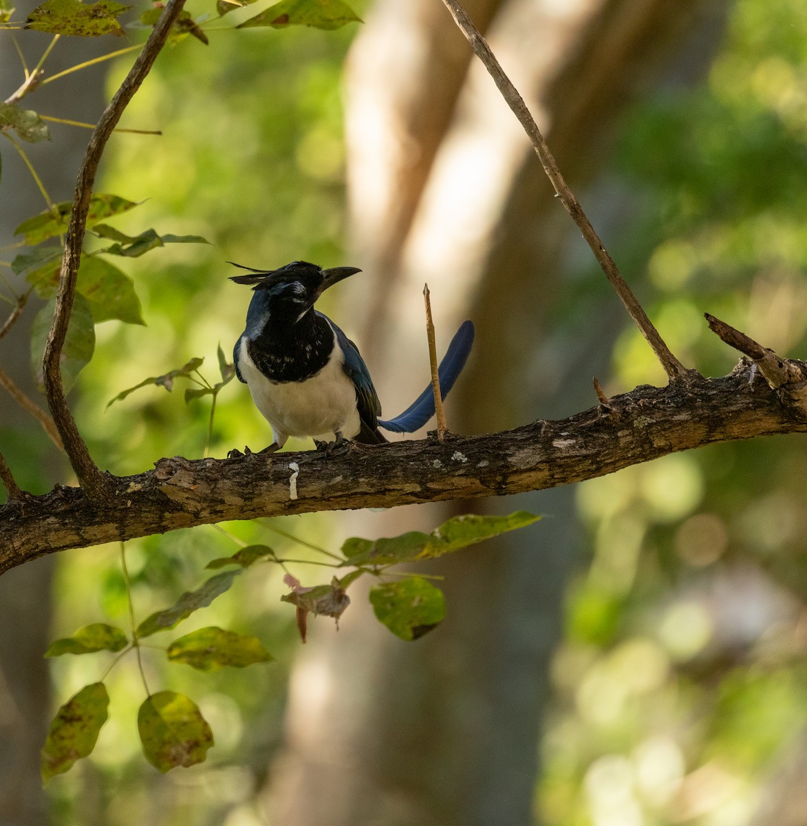 Black-throated Magpie-Jay - ML547259441