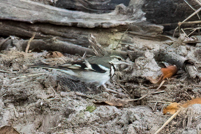 Forest Wagtail - ML547259621