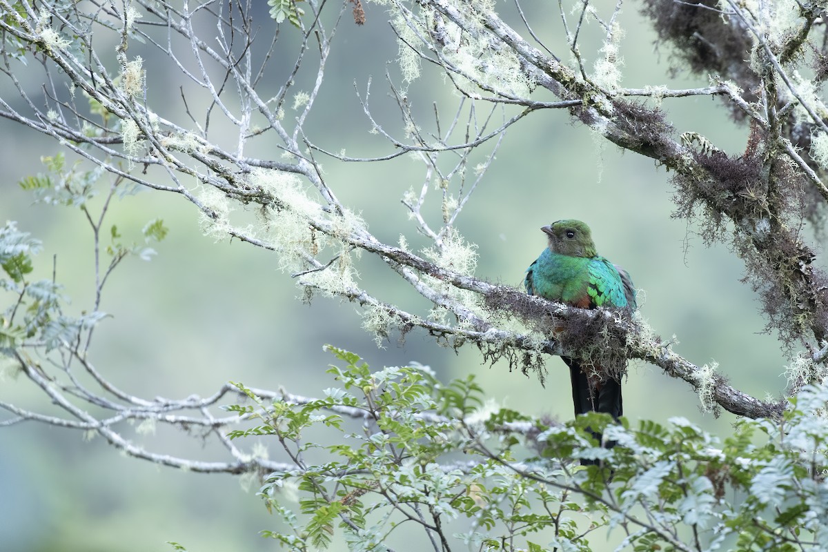Golden-headed Quetzal - Peter Hawrylyshyn
