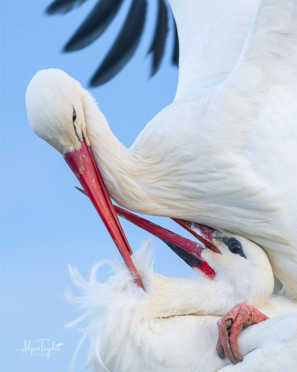 White Stork - ML547260811