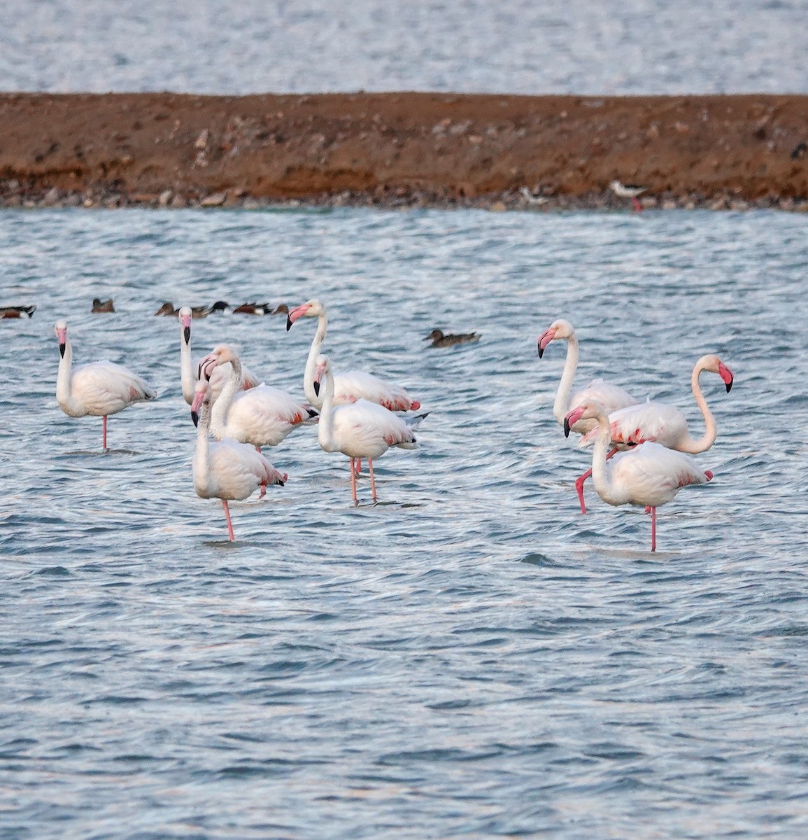 Greater Flamingo - ML547262281