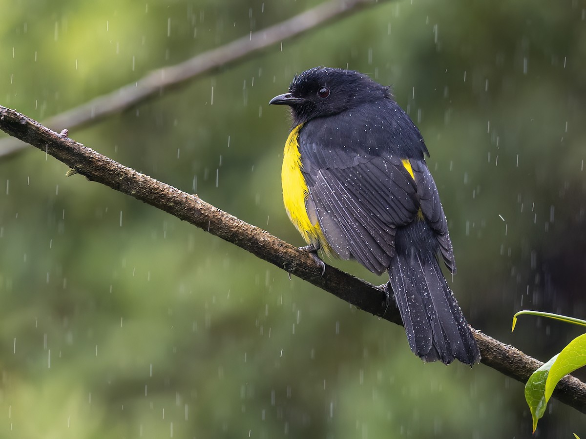 Black-and-yellow Silky-flycatcher - ML547264711