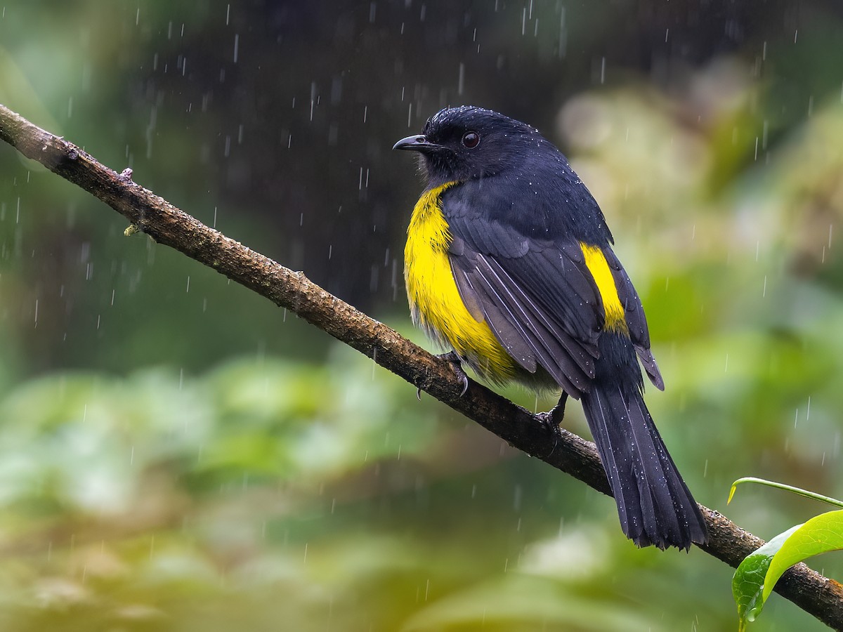 Black-and-yellow Silky-flycatcher - ML547264731