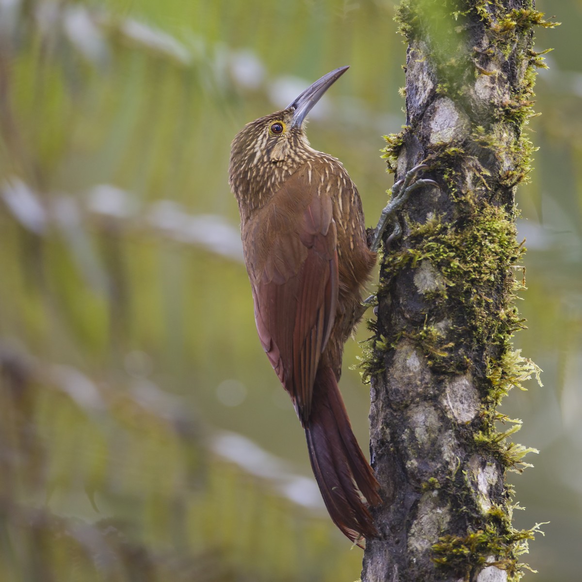 Strong-billed Woodcreeper - ML547264821