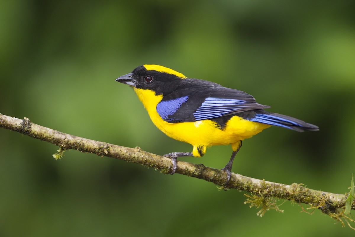 Blue-winged Mountain Tanager - Peter Hawrylyshyn