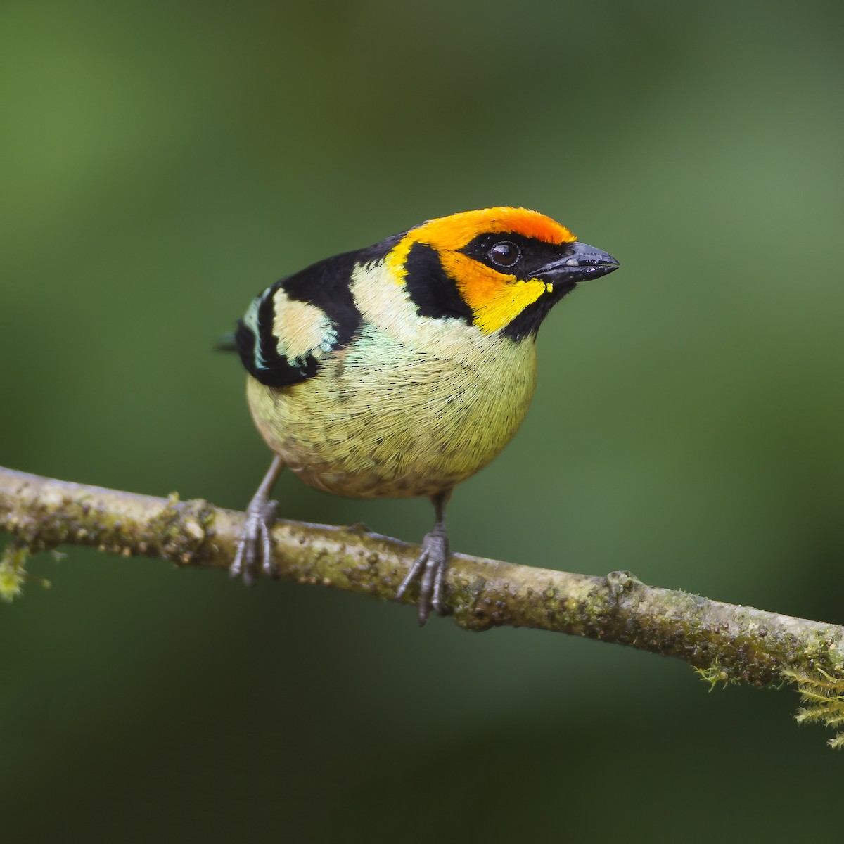 Flame-faced Tanager - Peter Hawrylyshyn