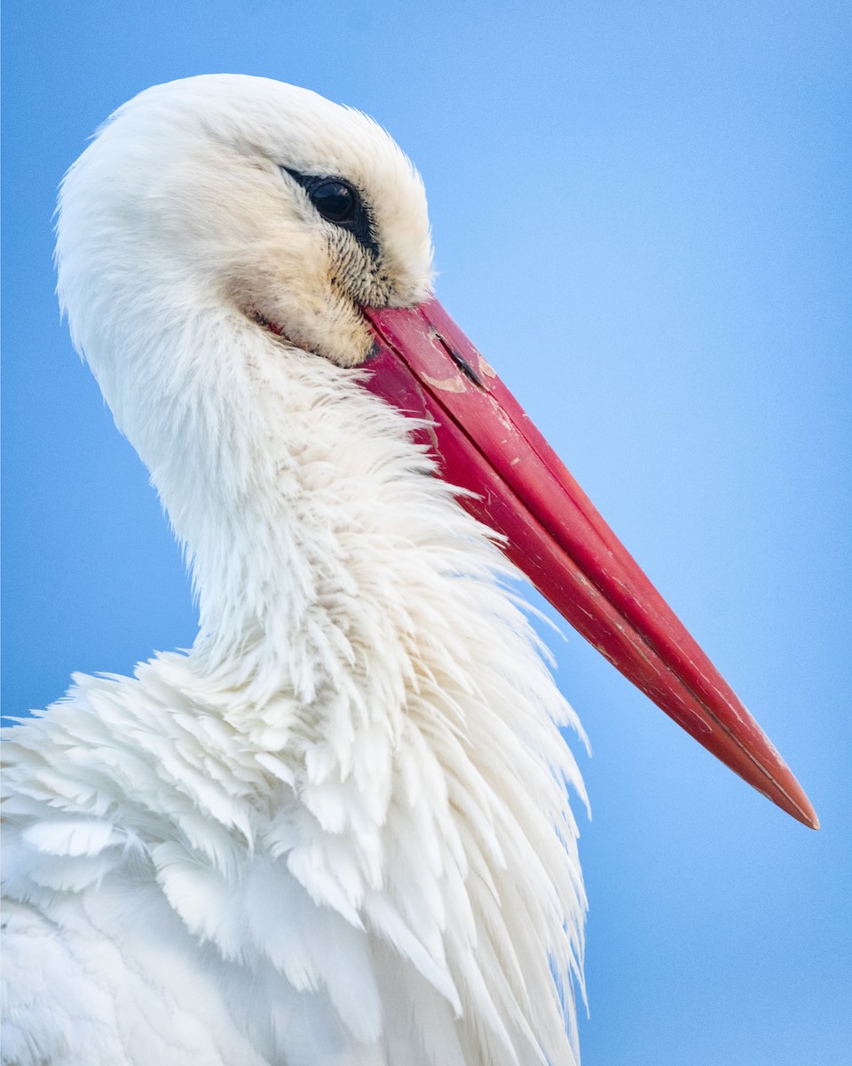 White Stork - ML547265191