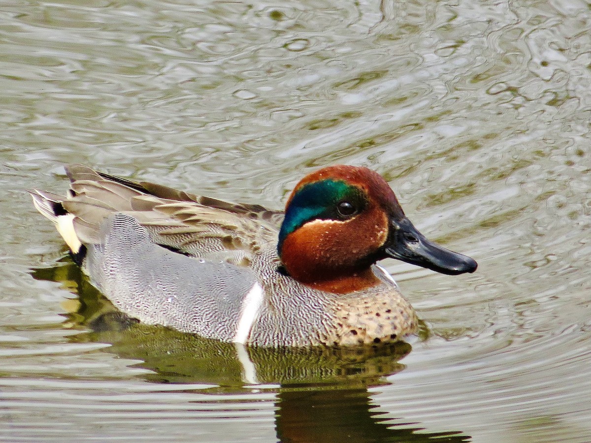 Green-winged Teal - ML547265371