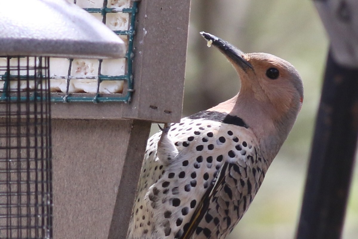 Northern Flicker (Yellow-shafted) - ML54726571