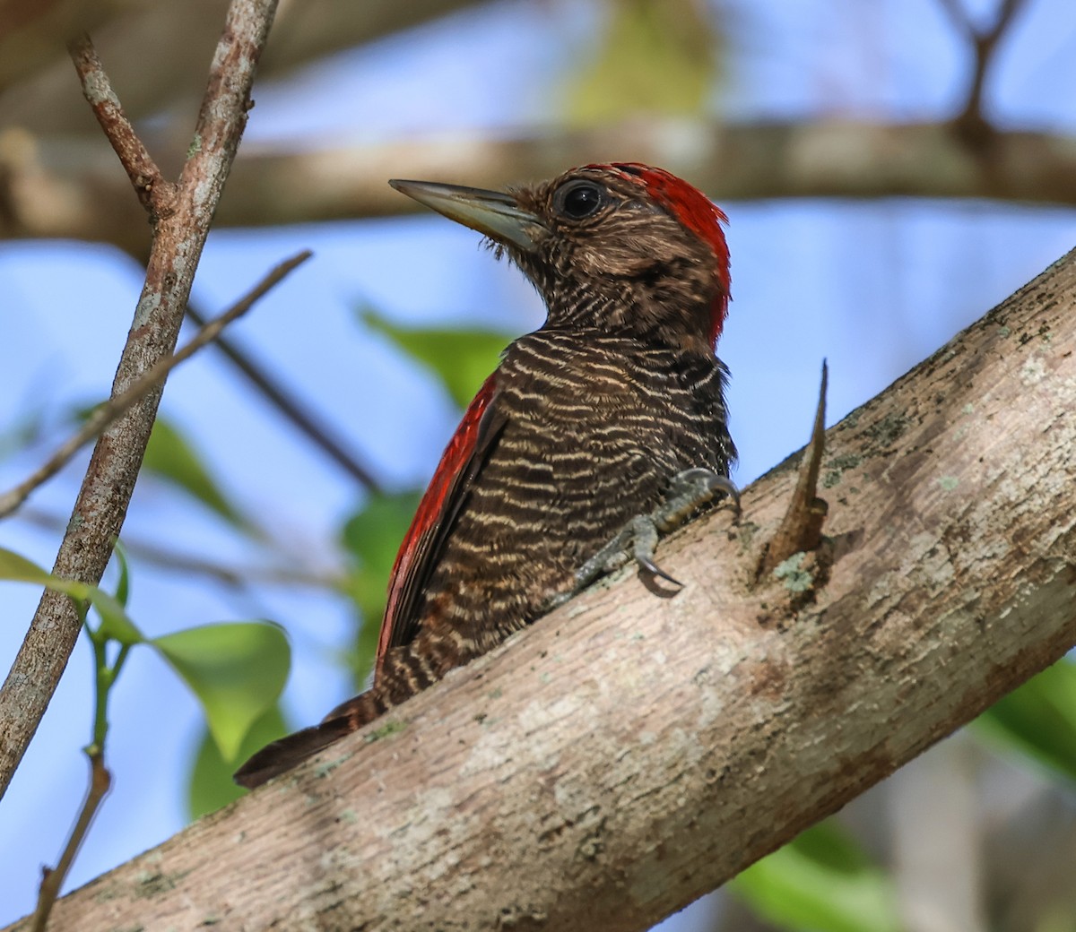 Blood-colored Woodpecker - ML547266241