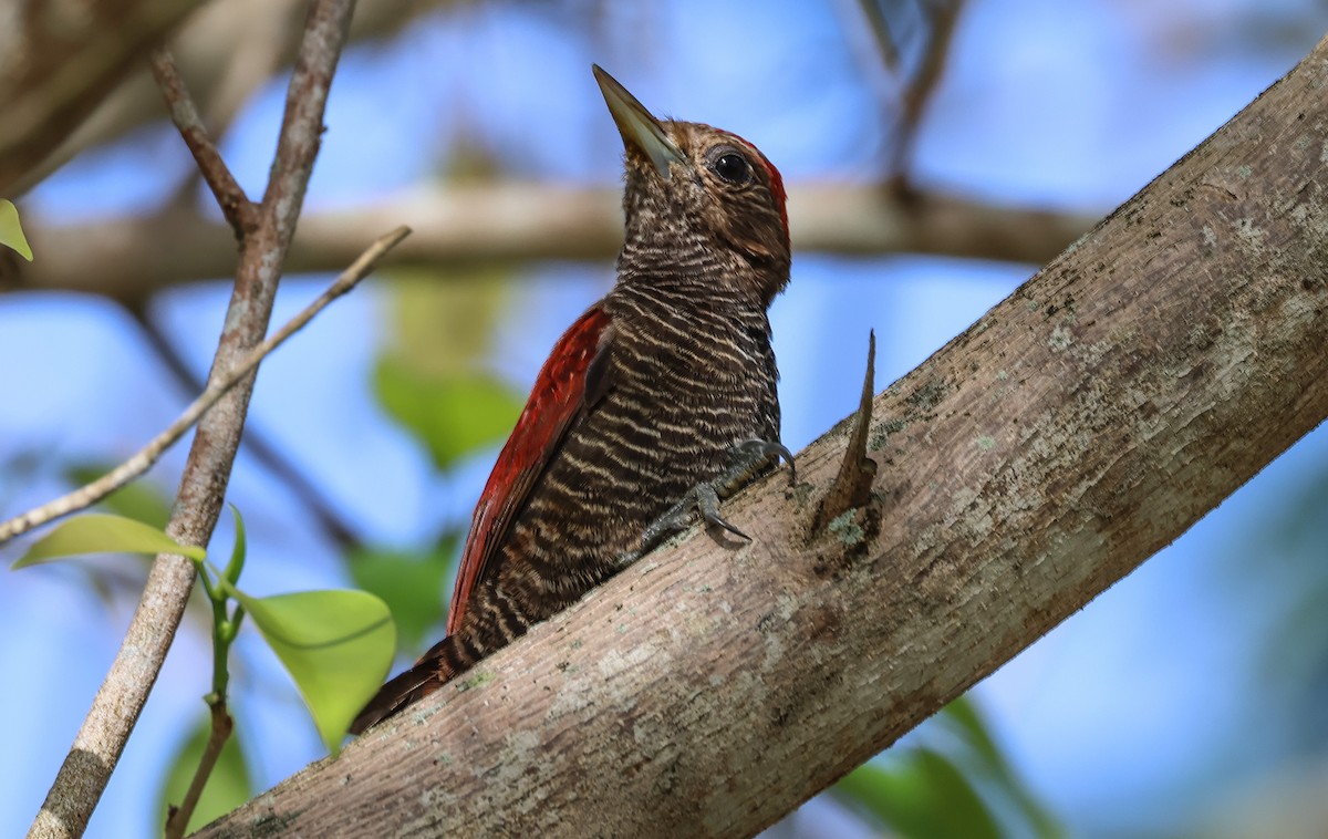 Blood-colored Woodpecker - Pam Rasmussen