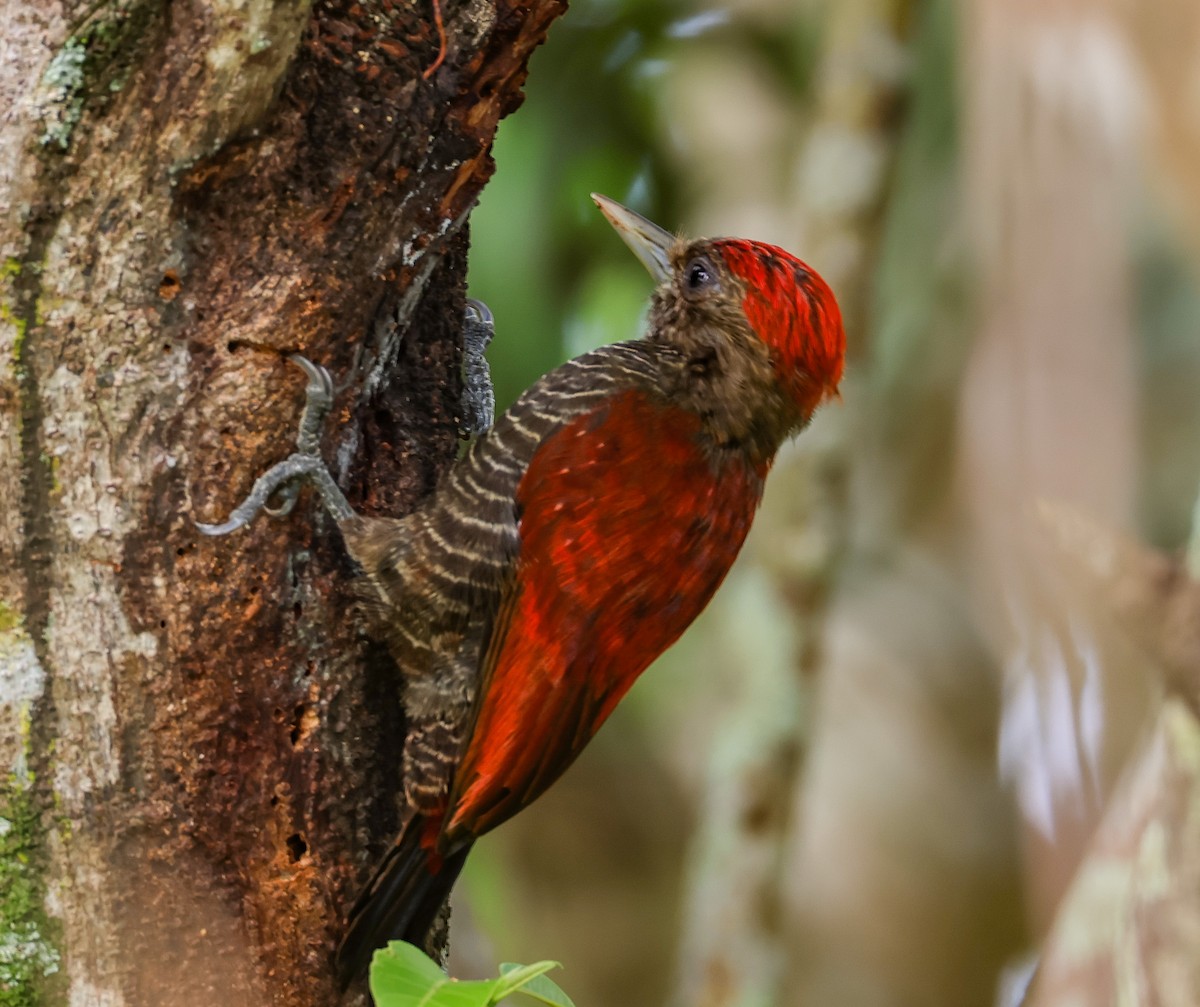 Blood-colored Woodpecker - ML547266621