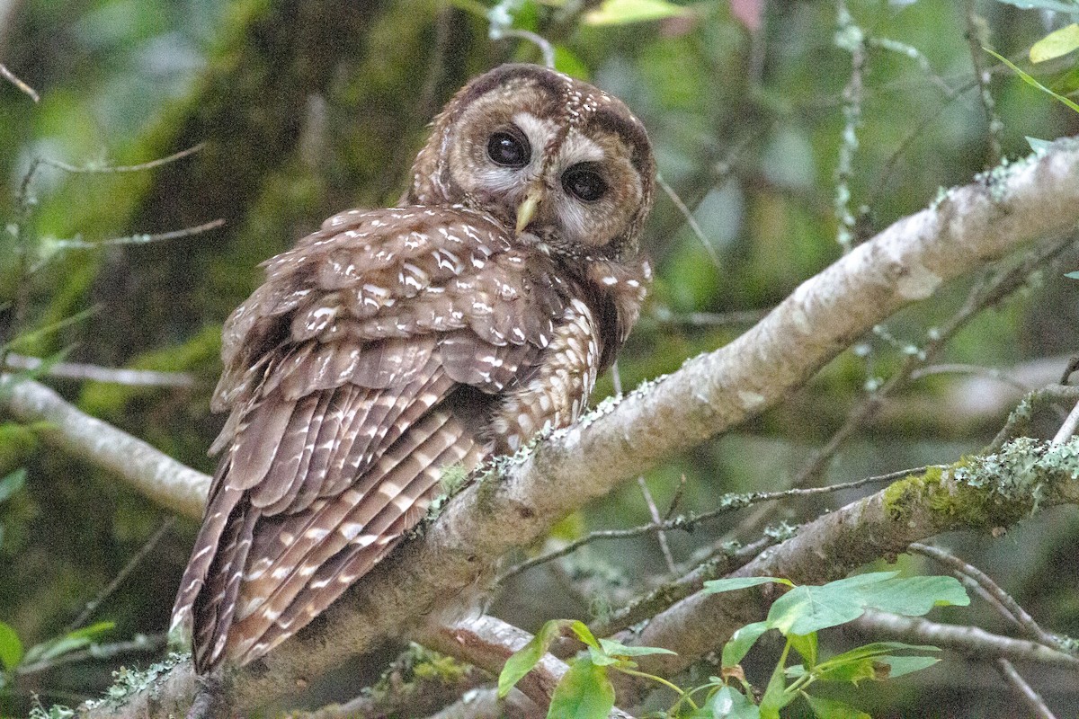Spotted Owl - ML547266651
