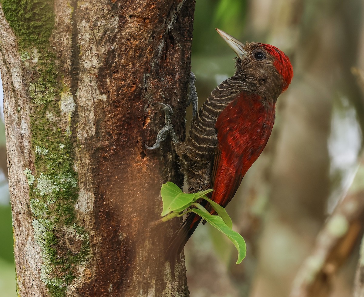 Blood-colored Woodpecker - ML547266741