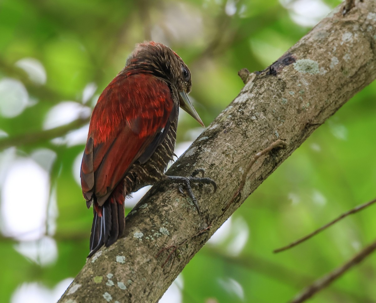 Blood-colored Woodpecker - ML547266881