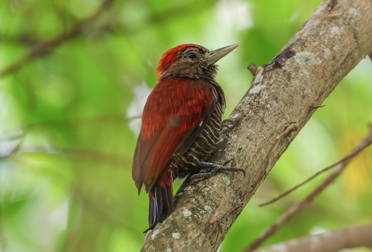 Blood-colored Woodpecker - ML547266891