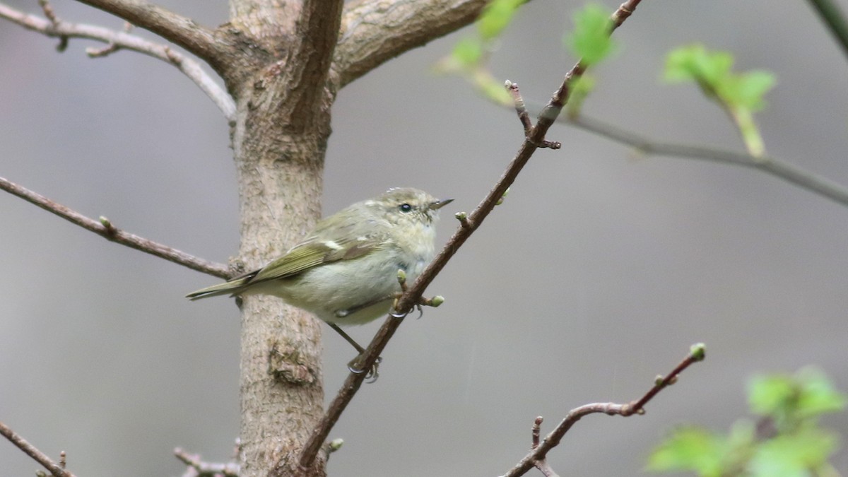 Hume's Warbler - ML547271581