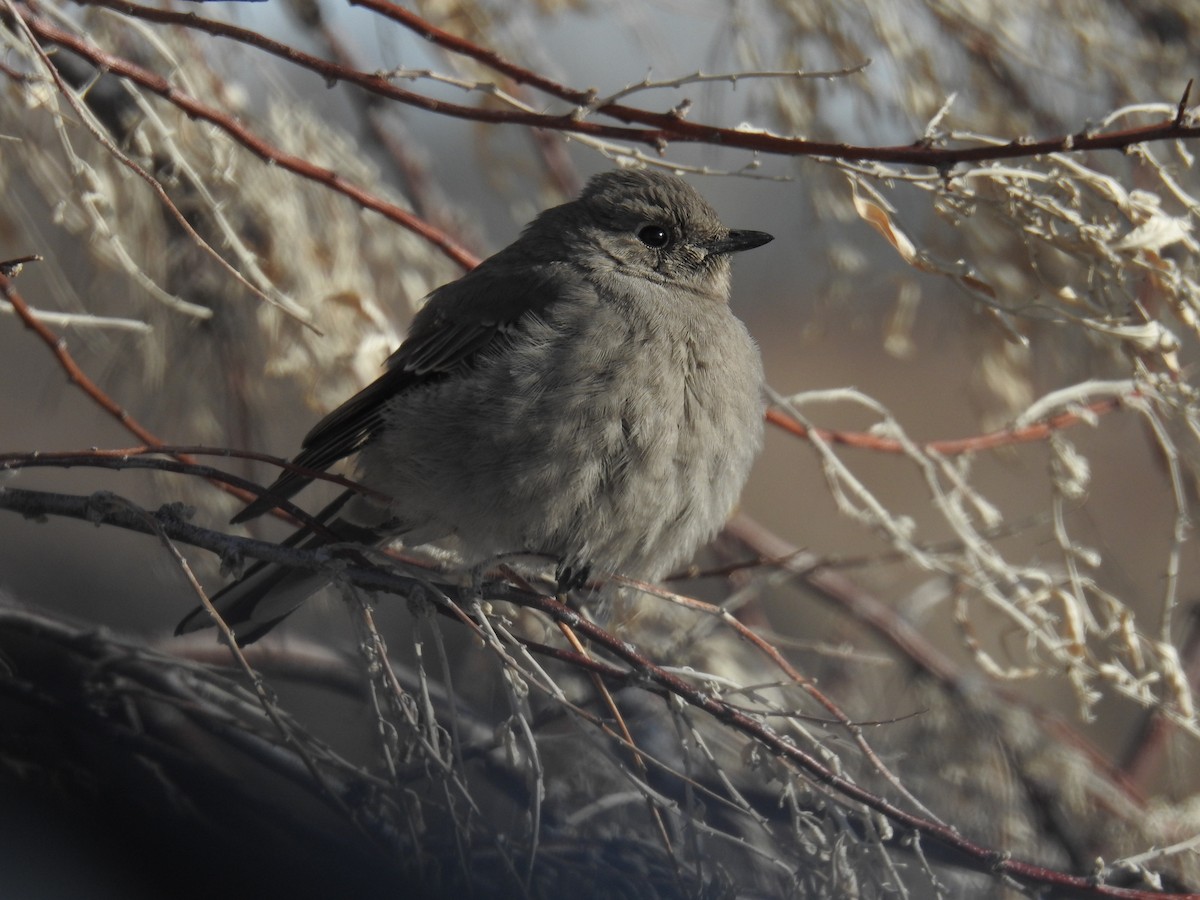 Townsend's Solitaire - ML547271681