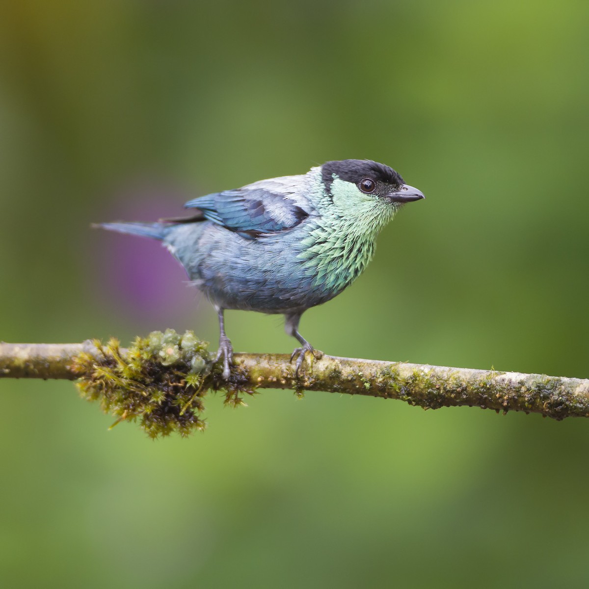 Black-capped Tanager - Peter Hawrylyshyn
