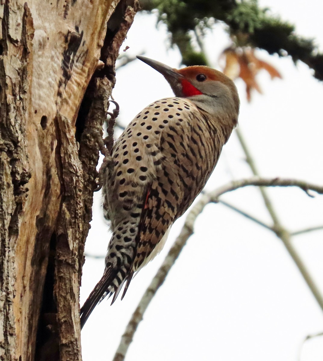 ebird-checklist-19-mar-2023-salem-riverfront-park-7-species