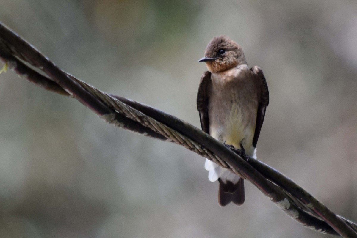 Southern Rough-winged Swallow - Lynn Rafferty