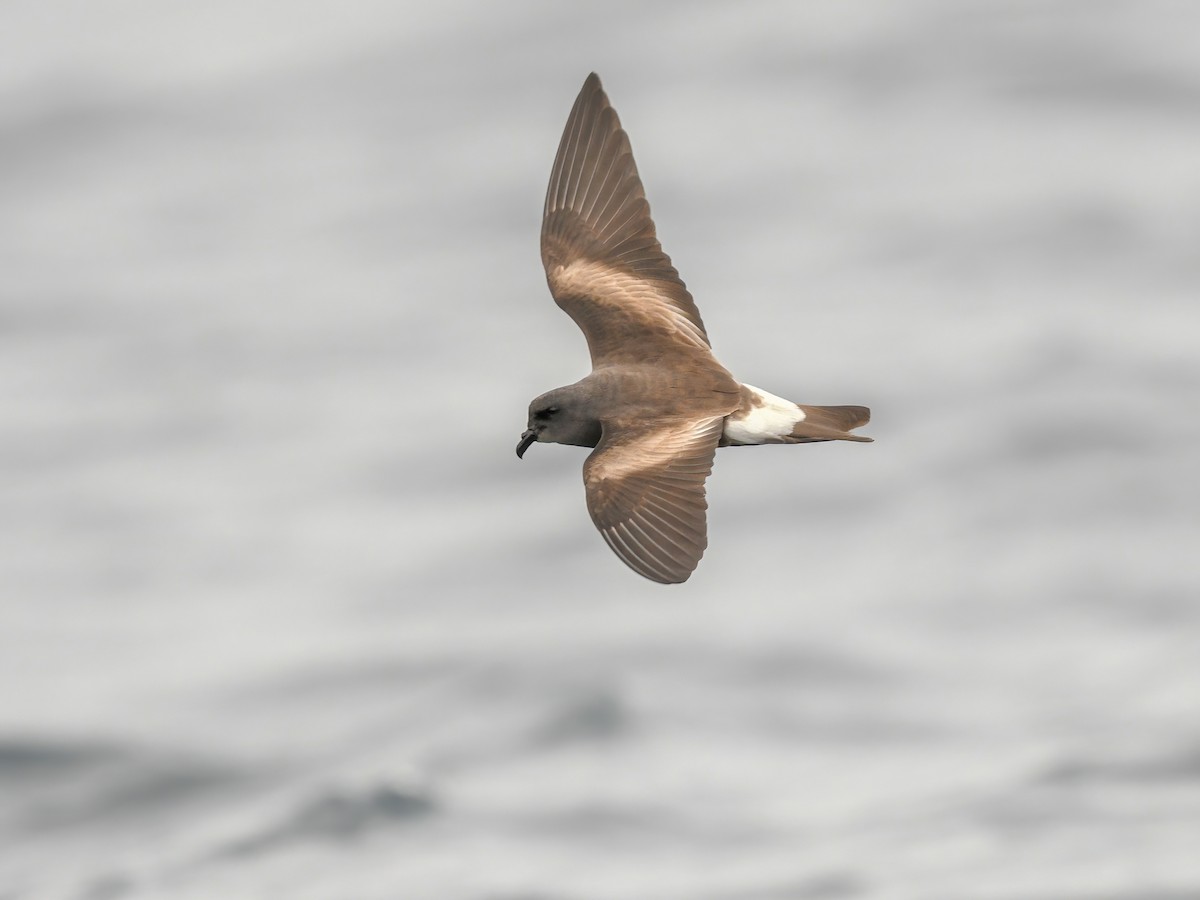 Townsend's Storm-Petrel - Hydrobates socorroensis - Birds of the World