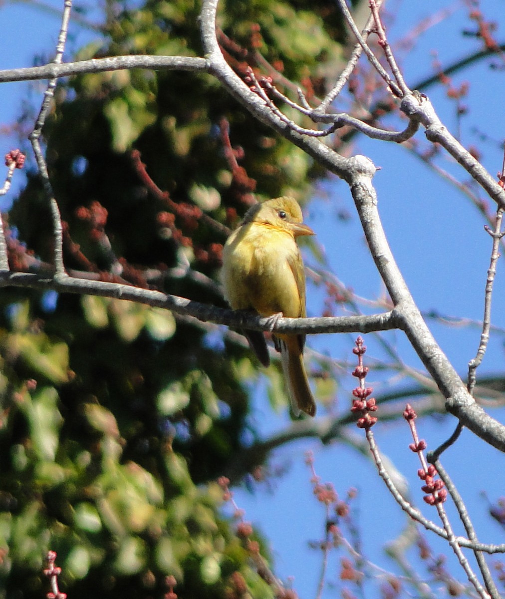 eBird Checklist 19 Mar 2023 Islip (Suffolk Co.) 17 species