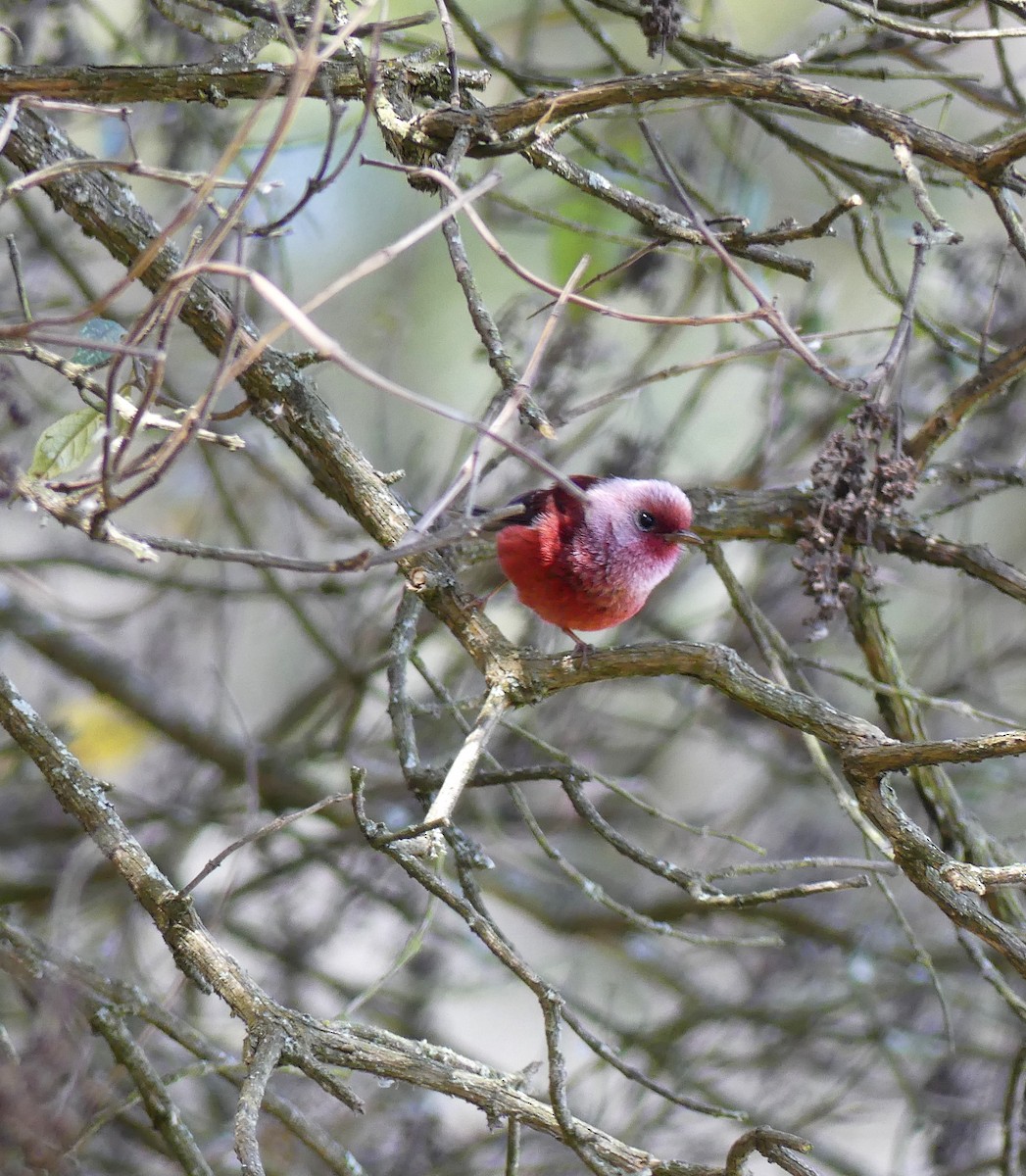 Pink-headed Warbler - ML547287201