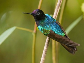  - Velvet-purple Coronet