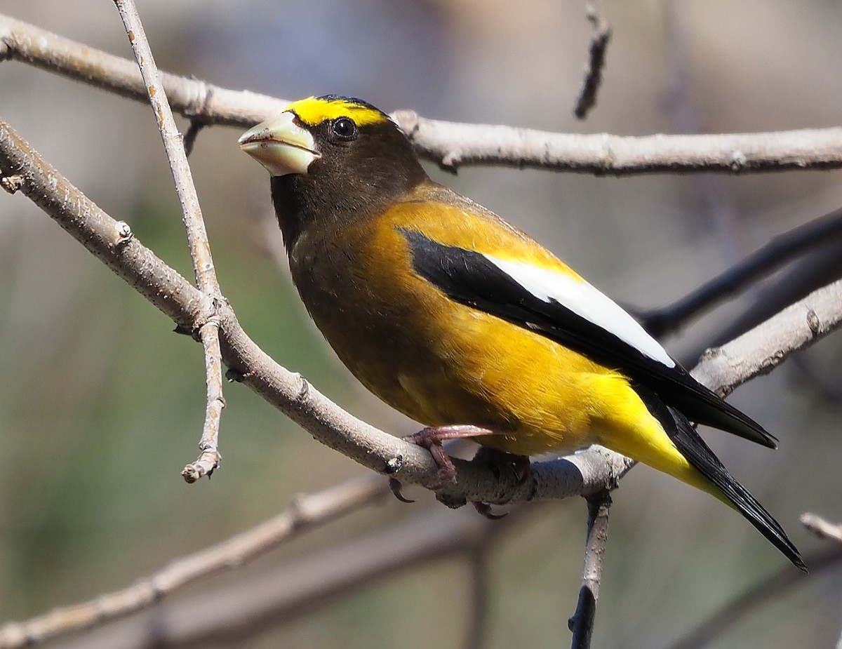 Evening Grosbeak - Aidan Brubaker