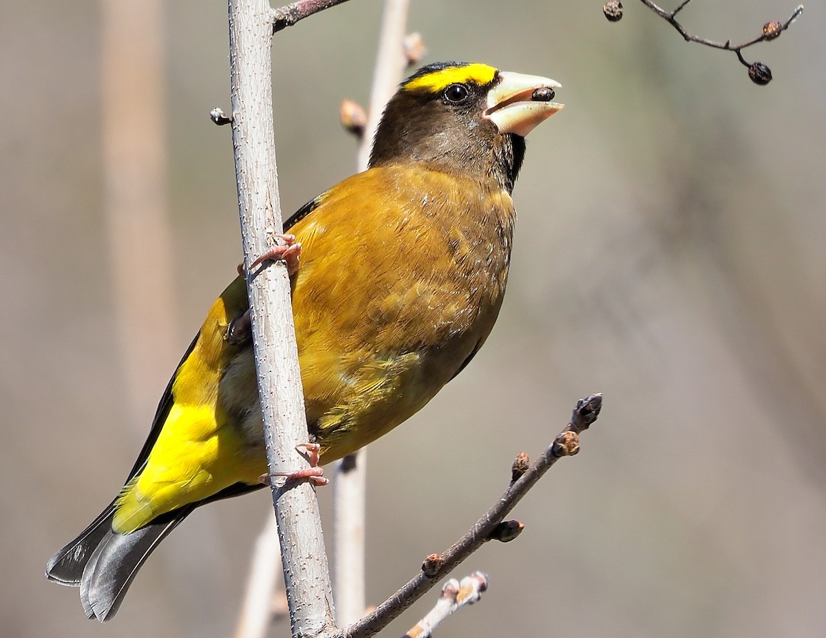 Evening Grosbeak - Aidan Brubaker