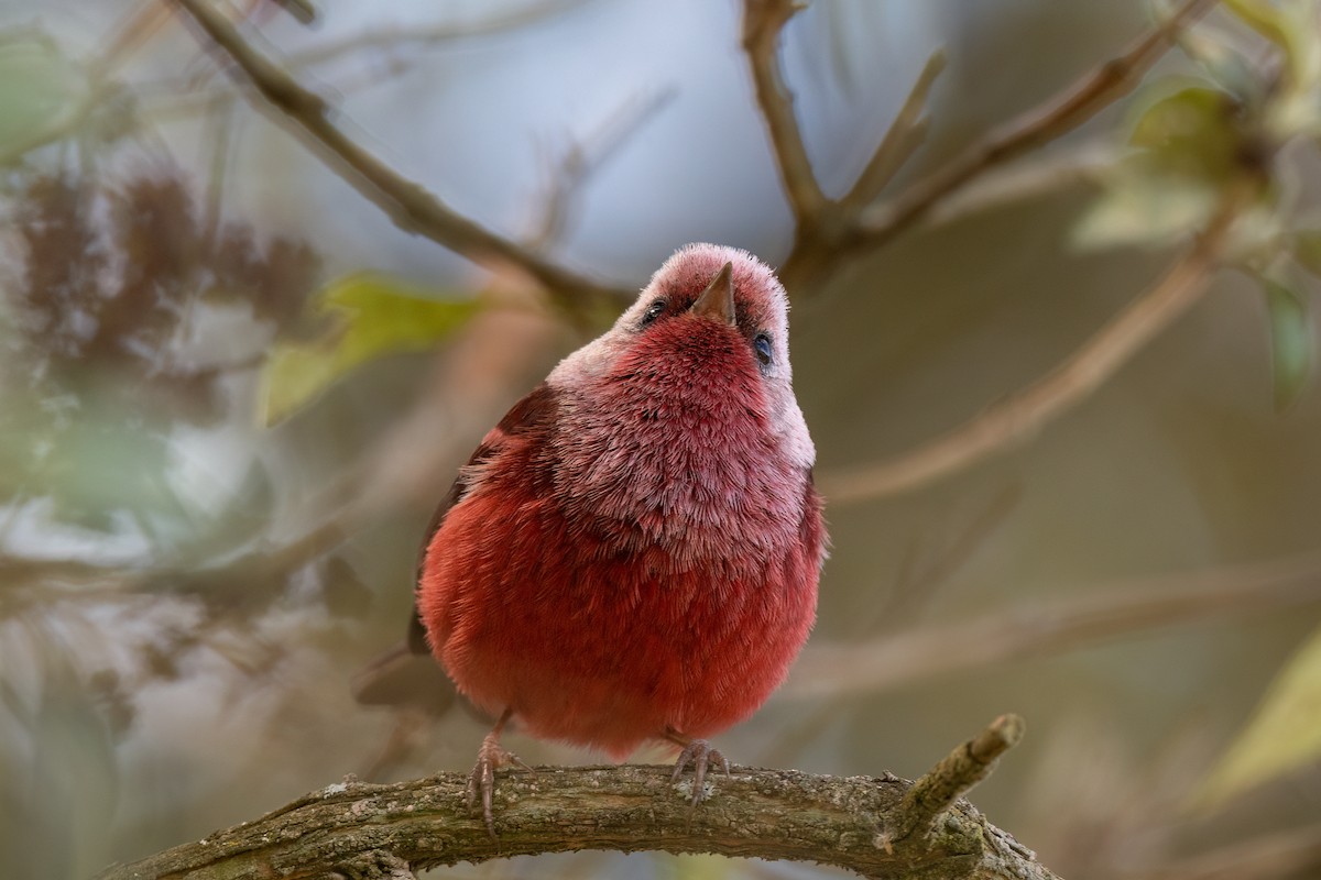 Pink-headed Warbler - ML547291361