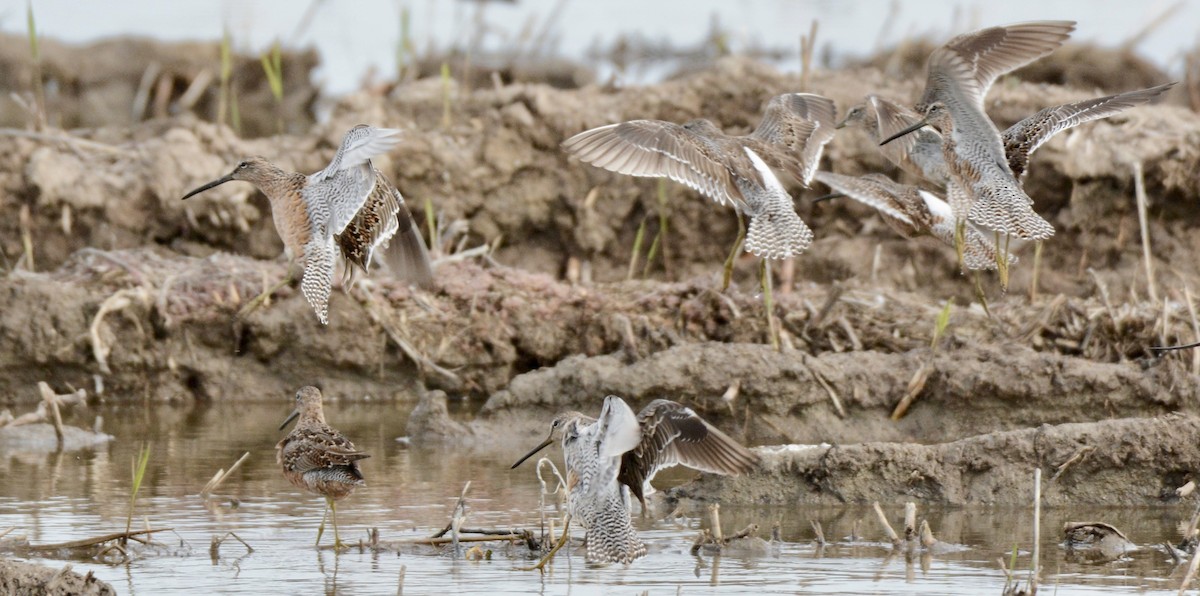 Long-billed Dowitcher - ML54729731