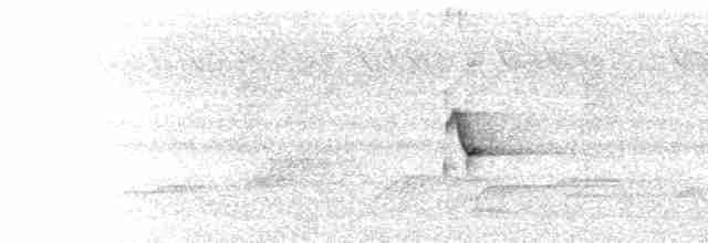  - White-faced Starling