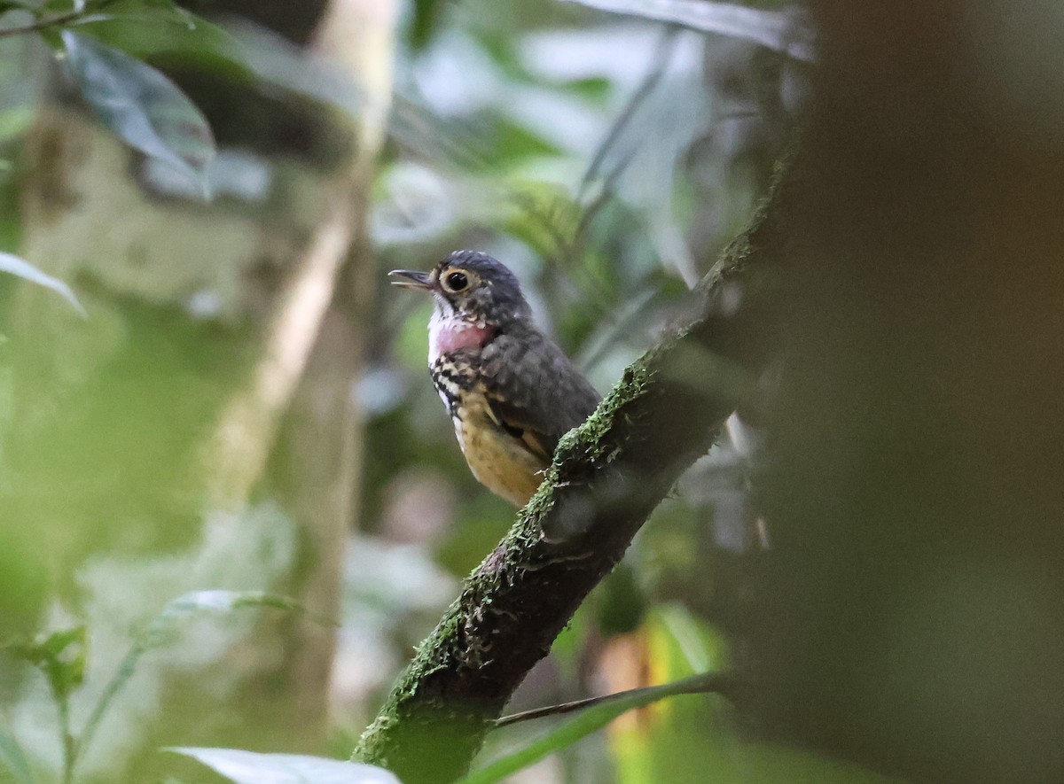 Spotted Antpitta - ML547301321