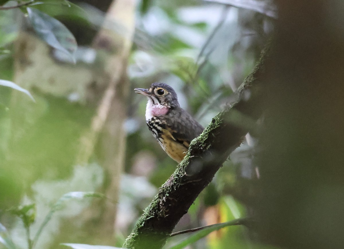 Spotted Antpitta - ML547301341