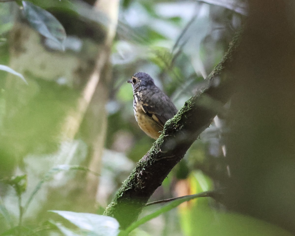 Spotted Antpitta - ML547301361