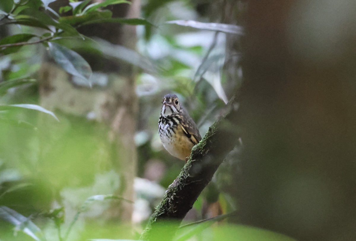 Spotted Antpitta - ML547301381