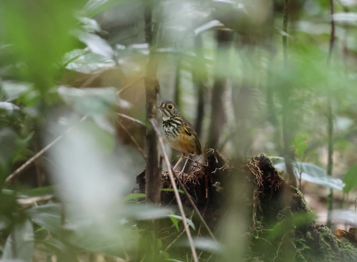 Spotted Antpitta - ML547301391
