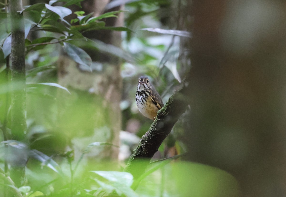 Spotted Antpitta - ML547301401