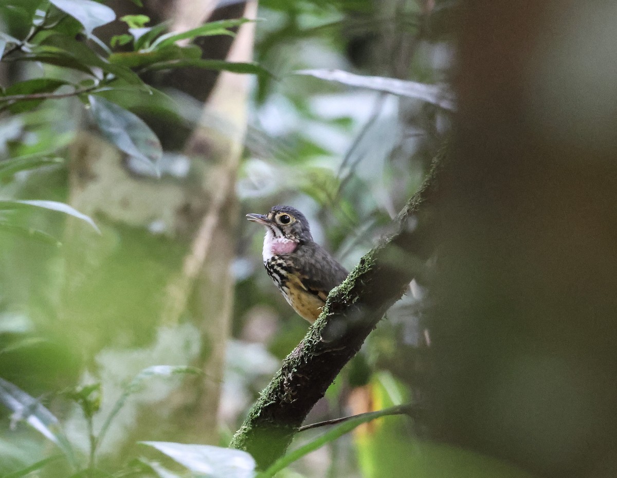 Spotted Antpitta - ML547301411
