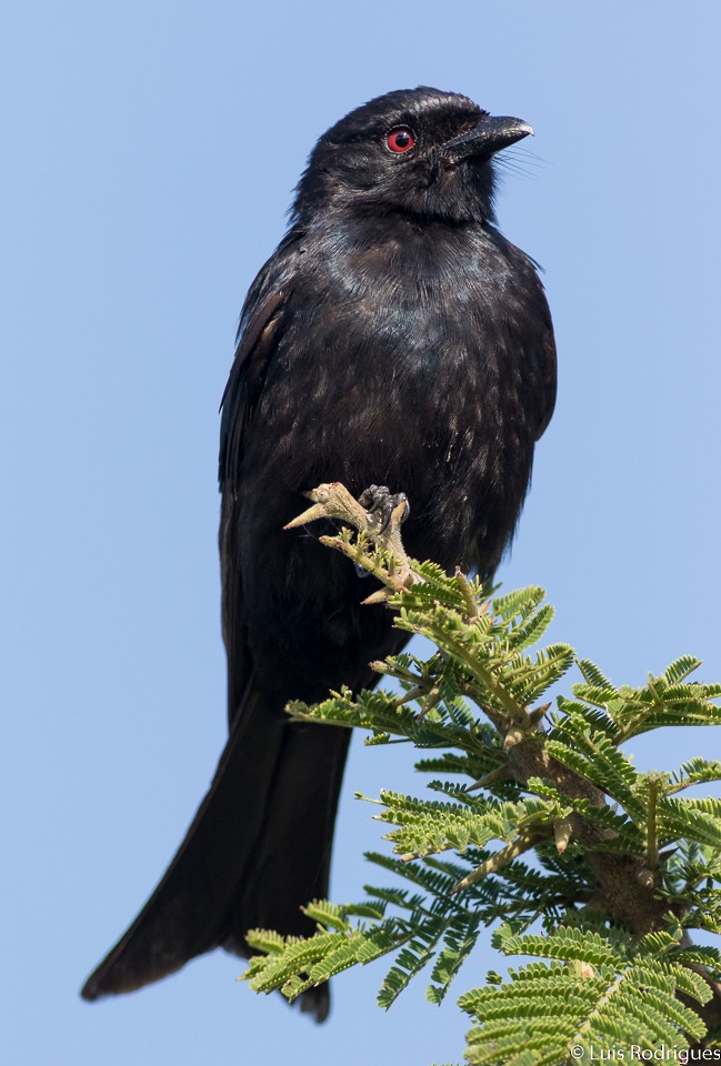 Fork-tailed Drongo - ML54730171