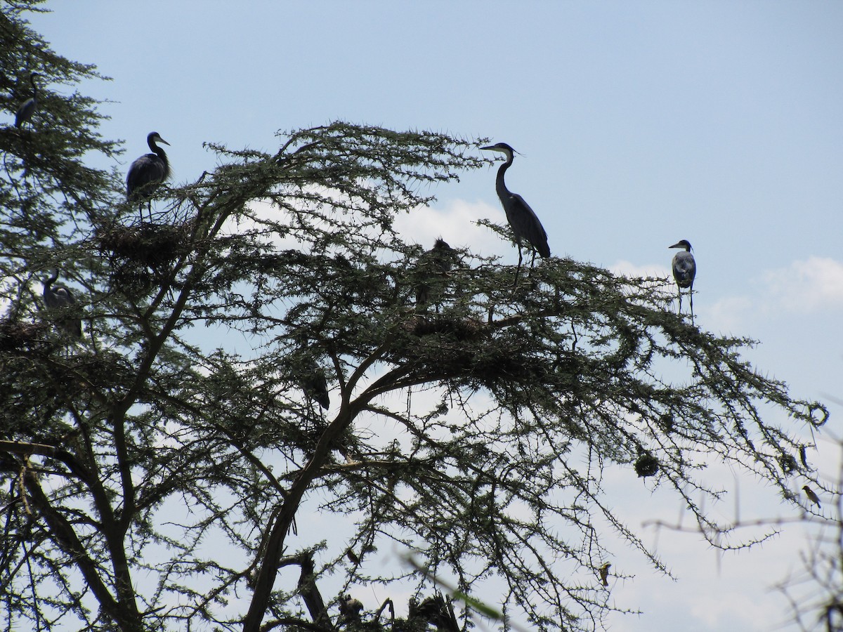 Black-headed Heron - Amy Ondrus