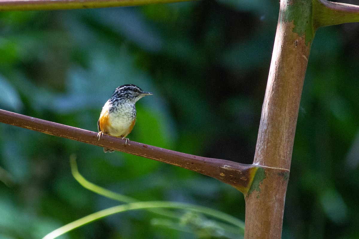 Peruvian Warbling-Antbird - ML547304661