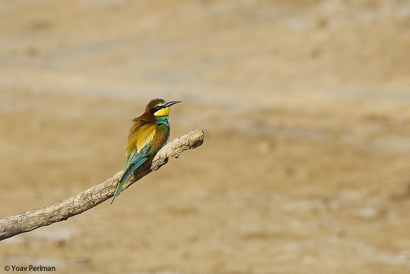 European Bee-eater - ML54730541