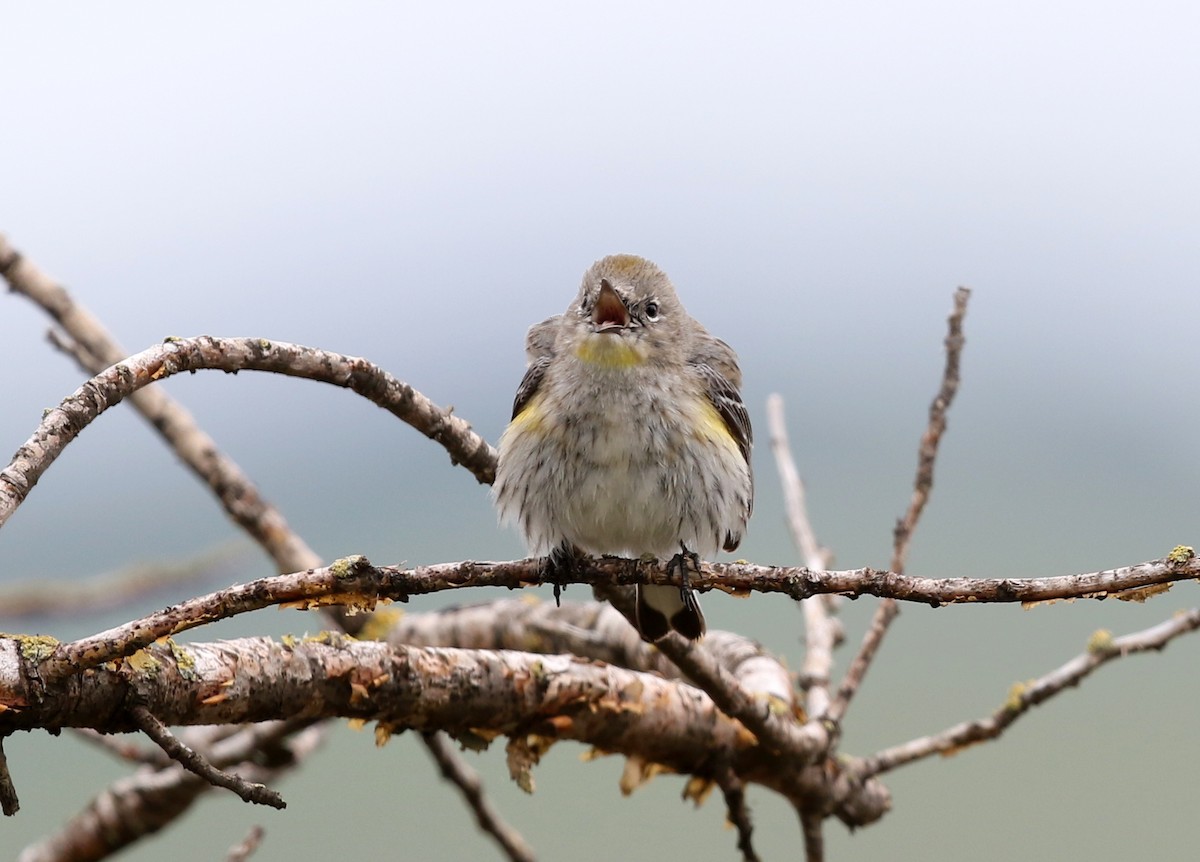 Yellow-rumped Warbler (Audubon's) - ML547306641
