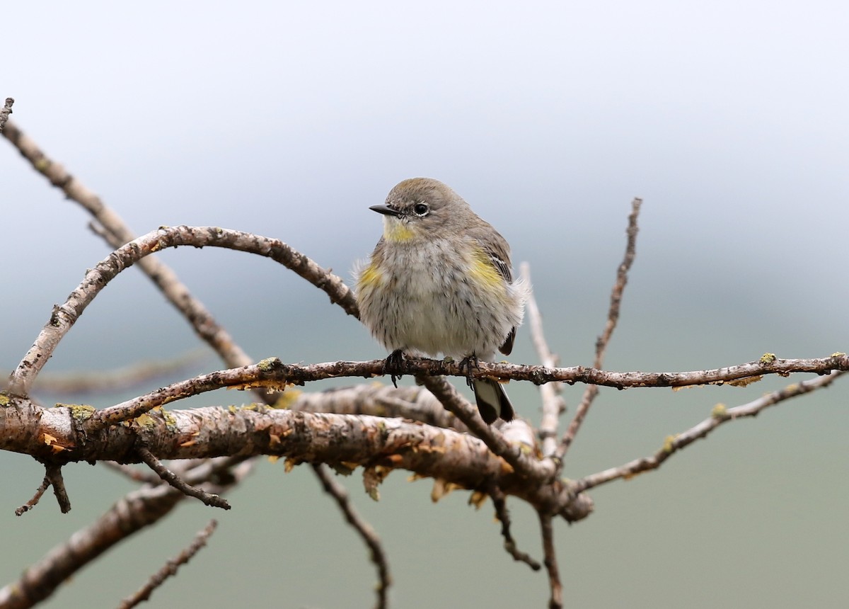 Yellow-rumped Warbler (Audubon's) - ML547306651