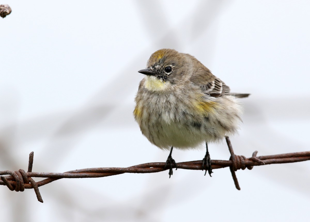 Yellow-rumped Warbler (Audubon's) - ML547306731