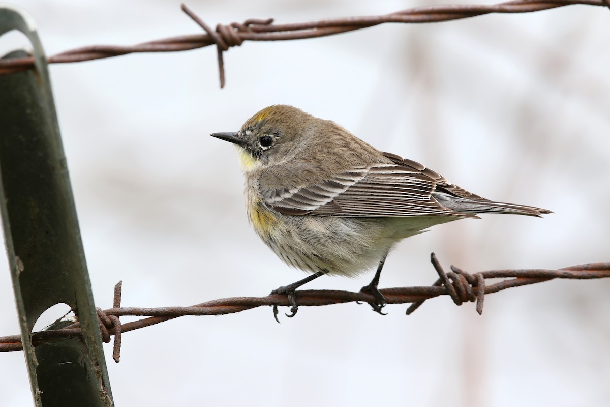 Yellow-rumped Warbler (Audubon's) - Steve Rottenborn
