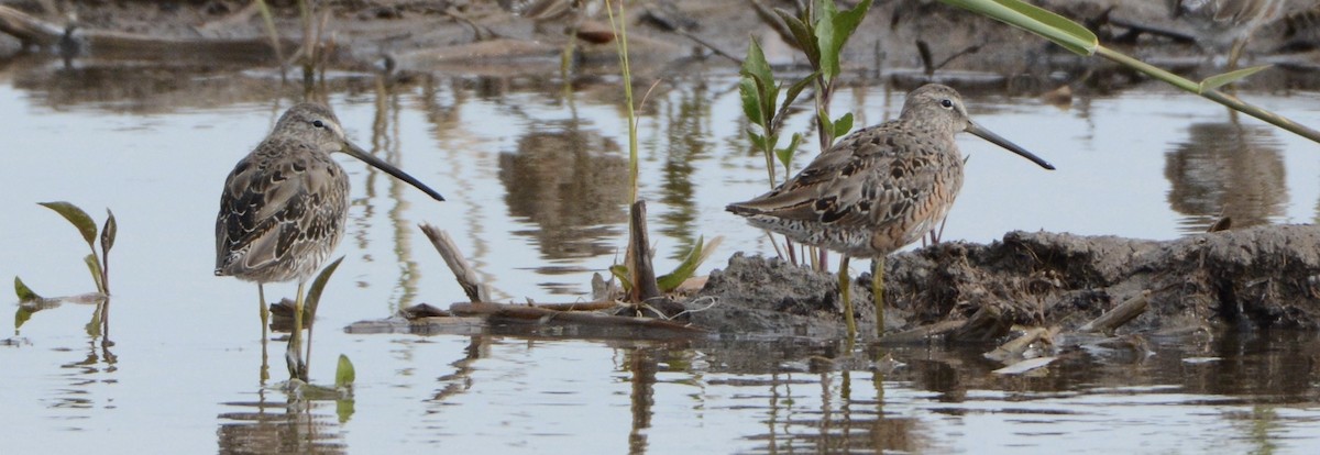 Long-billed Dowitcher - ML54730691